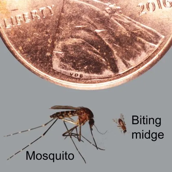 thumbnail for publication: Biting Midges, No-See-Ums Culicoides spp. (Insecta: Diptera: Ceratopogonidae)